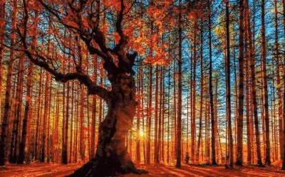 Komorebi jigsaw puzzle