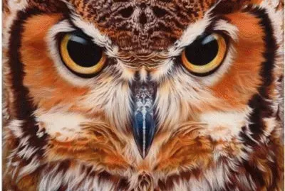 Great Horned Owl Face jigsaw puzzle