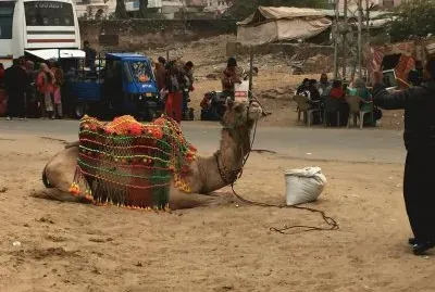 Dromedario preparado para montaria - India