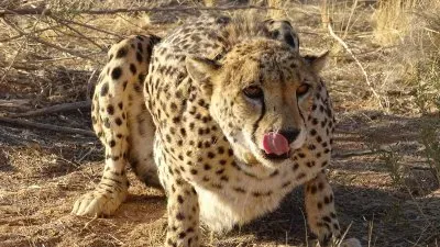 Guepardo ou Chita