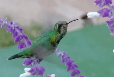 Colibri jigsaw puzzle