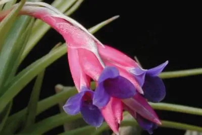 tillandsia