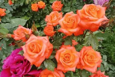 rosas