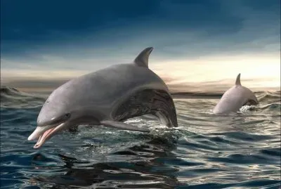 two dolphins in the sea
