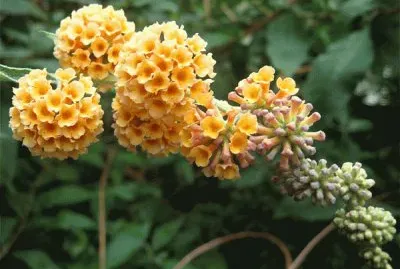 buddleia