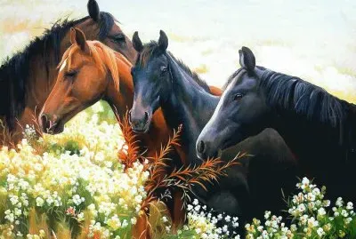 cavalos