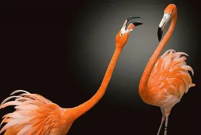 flamencos