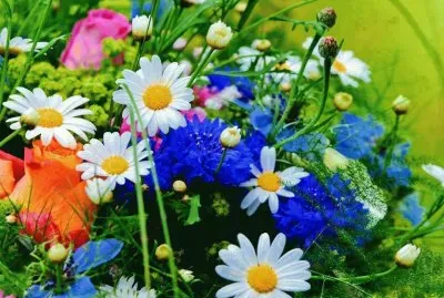 flores