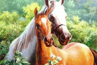 cavalos