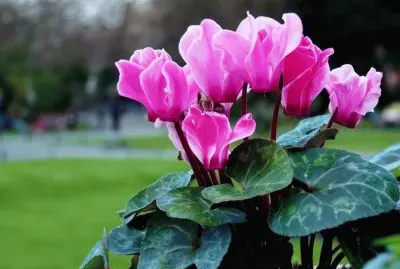 flor
