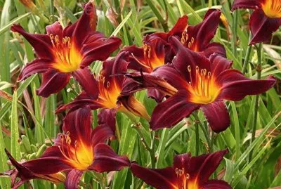 flor