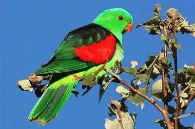 pÃ¡ssaro jigsaw puzzle