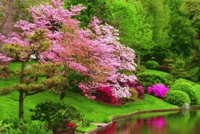 lago