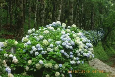 HortÃªncias