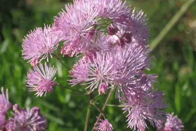 thalictrum