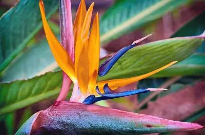 פאזל של Paradise Flower