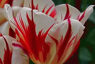 פאזל של Awesome Tulip