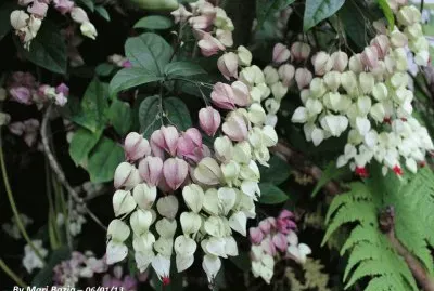 FLORES 1