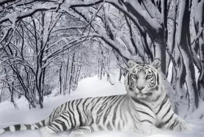 white tiger in winter time