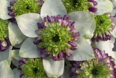 clematite