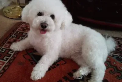 Bichon Frise, Korki