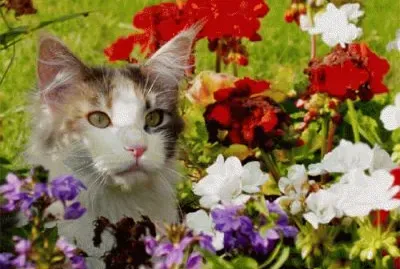 gatito 2
