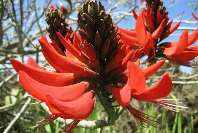 erythrina