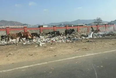 Vacas Sagradas comendo Lixo - India