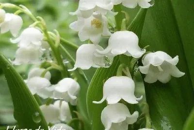 flores