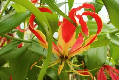 gloriosa