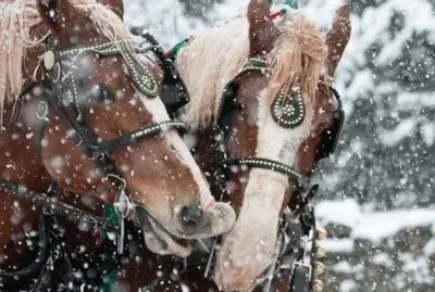 cavalli