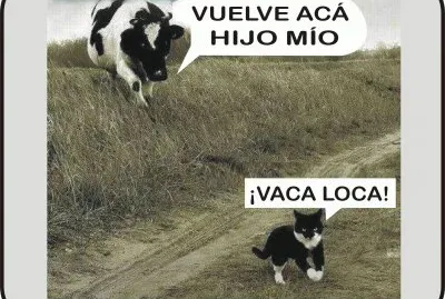 VACA LOCA.