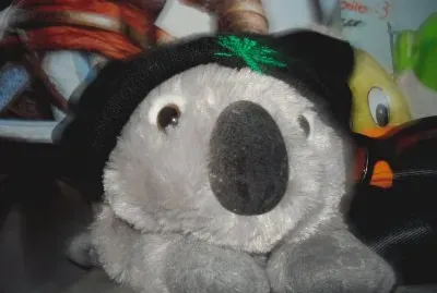 koala