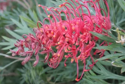 grevillea
