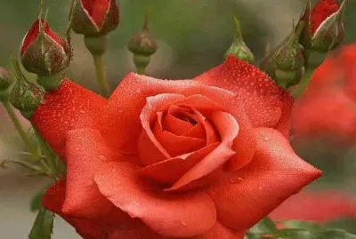 flores