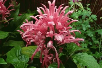 justicia carnea