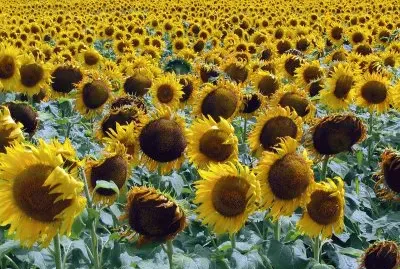 Girasoles bonaerenses. Argentina