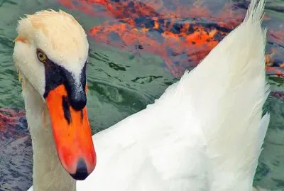 Tomada en TemaikÃ©n. Buenos Aires. Argentina jigsaw puzzle