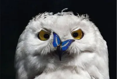 buho blanco jigsaw puzzle