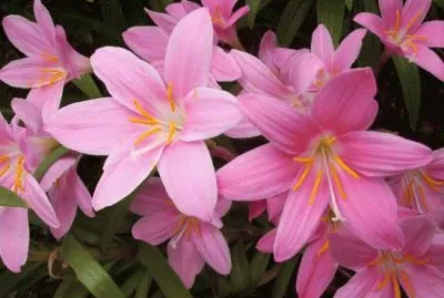 Flores rosas hermosas