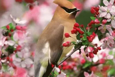 PAJARITO jigsaw puzzle