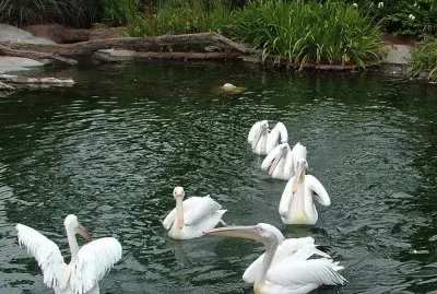 PelÃ­canos en TemaikÃ©n. Buenos Aires. Argentina