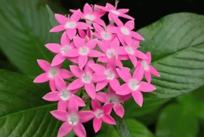 pentas lanceolata