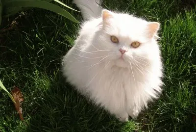 minino