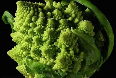 פאזל של Broccoli Fractal