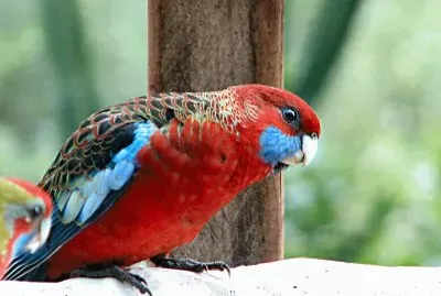 Eastern Rosella jigsaw puzzle