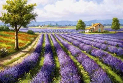 Lavender Fields by Sung Kim