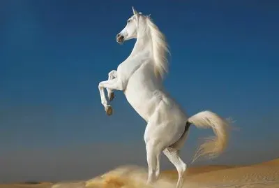 white horse