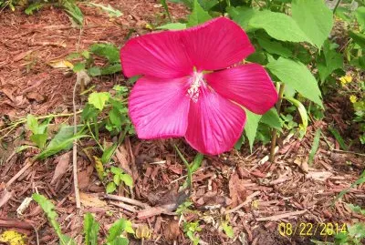 פאזל של Hibiscus
