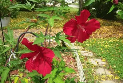 Red Hibiscus
